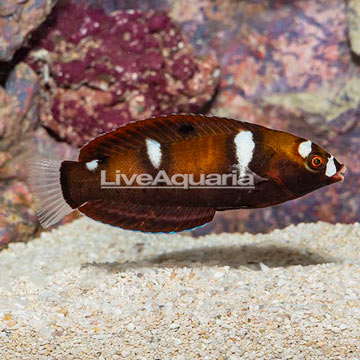 Formosa Wrasse, Juvenile