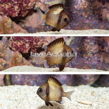 Cloudy Damselfish, Trio