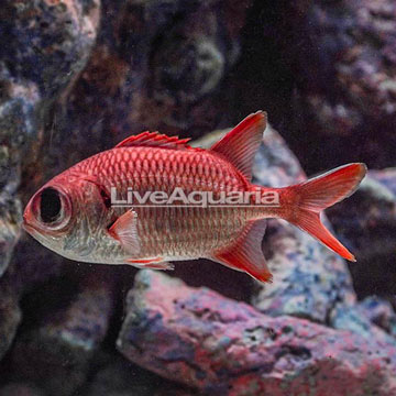 Big Eye Black Bar Soldierfish