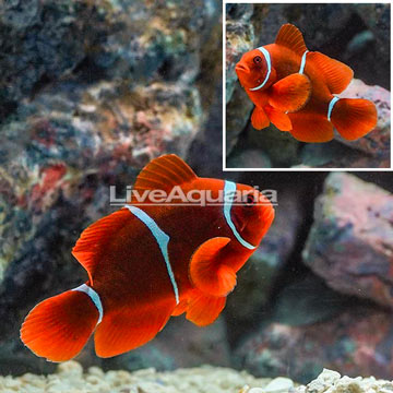 Maroon Clownfish