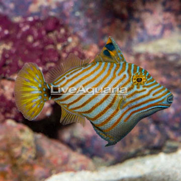 Undulated Triggerfish