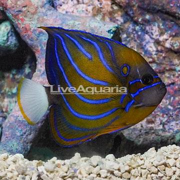 Blue Ring Angelfish