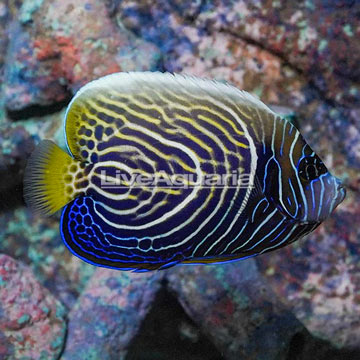 Emperor Angelfish