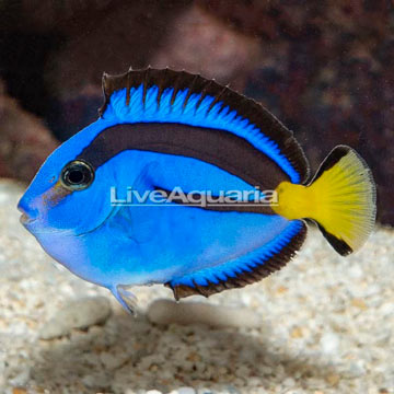 Yellow Belly Blue Tang