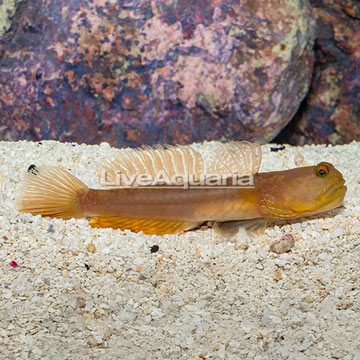 Bluespotted Watchman Goby