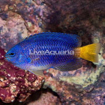 Yellowtail Damselfish