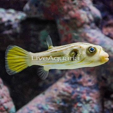 Narrow-Lined Puffer