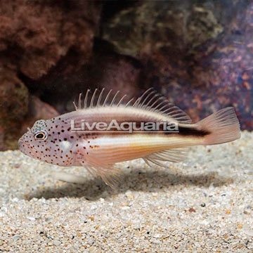 Freckled Hawkfish