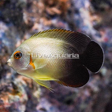 Half Black Angelfish