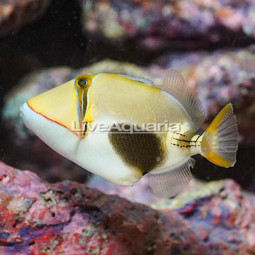 Bursa Triggerfish