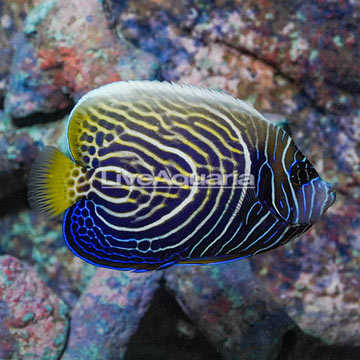 Emperor Angelfish