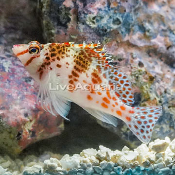 Spotted Pixie Hawkfish