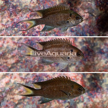 Regal Damselfish, Trio