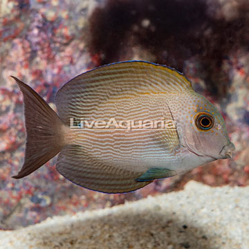 Orange Stripe Bristletooth Tang