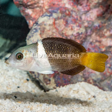 Banner Wrasse