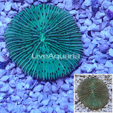 Short Tentacle Plate Coral Australia