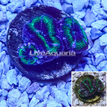 LiveAquaria® Cultured Acan Lord Coral