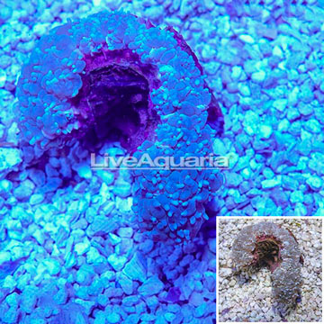 Pearl Bubble Coral Australia