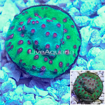 LiveAquaria® Cultured Cyphastrea Frag