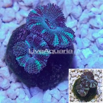 LiveAquaria® Cultured Acan Lord Coral