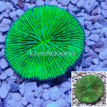 Short Tentacle Plate Coral