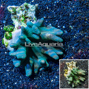 Devil's Hand Leather Coral Indonesia