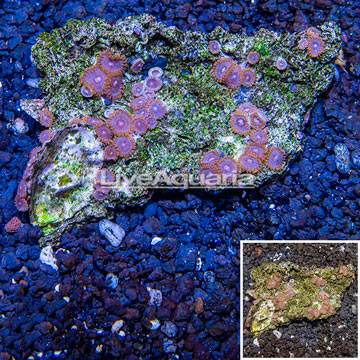 Zoanthus Coral Vietnam