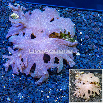 Sinularia Leather Coral Vietnam