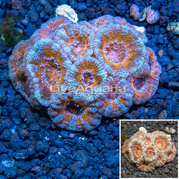 LiveAquaria® Cultured Acan Lord Coral