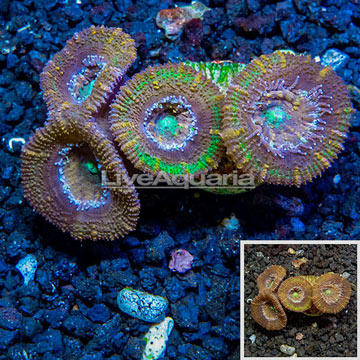 LiveAquaria® Cultured Acan Lord Coral