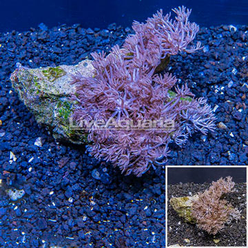 Xenia Coral Indonesia