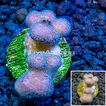 LiveAquaria® Cultured Stylophora Coral