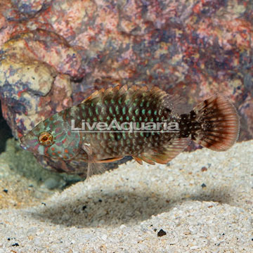 Tripletail Wrasse