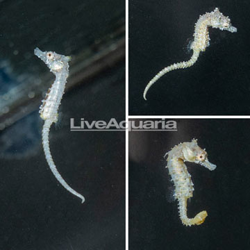 Dwarf Seahorse, Trio