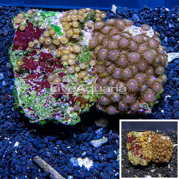 Zoanthus Coral Vietnam