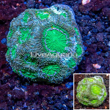 LiveAquaria® Cultured Acan Echinata Coral