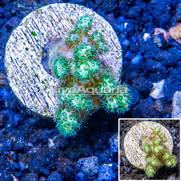 LiveAquaria® Cultured Pocillopora Coral