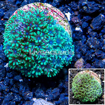 LiveAquaria® Cultured Sympodium Coral
