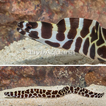 Tessalata Eel