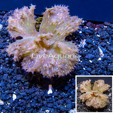 Cabbage Leather Coral Indonesia