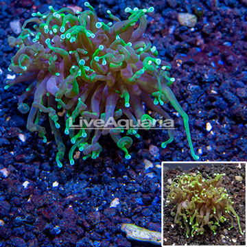 LiveAquaria® Cultured Torch Coral