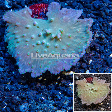 LiveAquaria® Cultured Cabbage Leather Coral