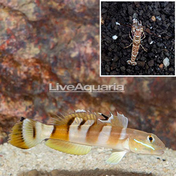 Tiger Goby With Tiger Snapping Shrimp