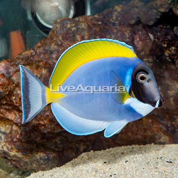 Powder Blue Tang