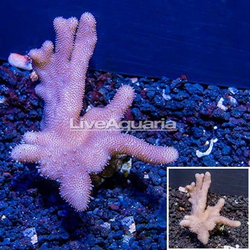 Devil's Hand Leather Coral Vietnam