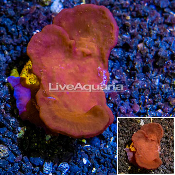 LiveAquaria® Cultured Photosynthetic Plating Red Sponge