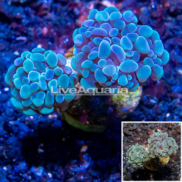 LiveAquaria® Cultured Hammer Coral