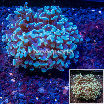 LiveAquaria® Cultured Hammer Coral