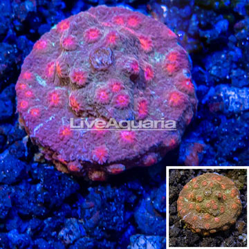 LiveAquaria® Cultured Cyphastrea Frag