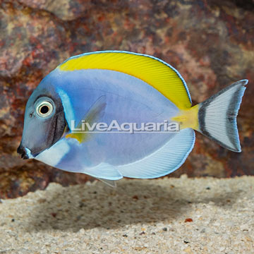 Powder Blue Tang